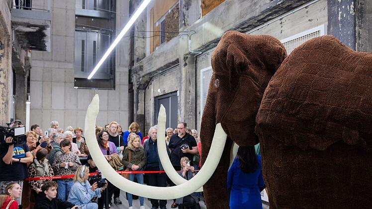 Geh&auml;keltes Mammut - Rekord