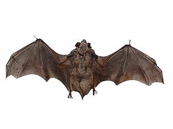 Im Markt Burkardroth sind auch Große Mausohren beheimatet, beispielsweise im Kirchturm. Hier ist ein von Dieter Fünfstück konserviertes Tier zu sehen. Die Flügelspannweite beträgt mehr als 20 Zentimeter. Foto: Kathrin Kupka-Hahn