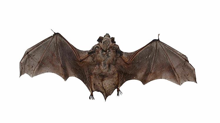 Im Markt Burkardroth sind auch Große Mausohren beheimatet, beispielsweise im Kirchturm. Hier ist ein von Dieter Fünfstück konserviertes Tier zu sehen. Die Flügelspannweite beträgt mehr als 20 Zentimeter. Foto: Kathrin Kupka-Hahn