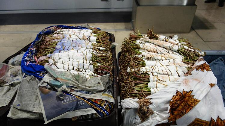 Innerhalb von nur zwei Wochen hat der Zoll am Nürnberger Flughafen zwei Reisende mit insgesamt 85 Kilo Khat erwischt. Khat ist in Deutschland verboten. Zoll