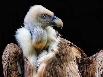 Dieses Foto eines Gänsegeiers brachte Gerd Wetzels bei der mainfränkischen  Fotomeisterschaft eine Medaille ein. Außerdem erzielte er damit bei der  Landesfotoschau eine Annahme, und es wurde "Bild des Monats" beim  clubinternen Wettbewerb des Rhönclub-Fotokreises. Foto: Gerd Wetzels