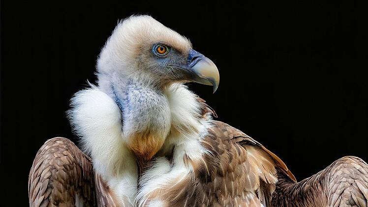 Dieses Foto eines Gänsegeiers brachte Gerd Wetzels bei der mainfränkischen  Fotomeisterschaft eine Medaille ein. Außerdem erzielte er damit bei der  Landesfotoschau eine Annahme, und es wurde "Bild des Monats" beim  clubinternen Wettbewerb des Rhönclub-Fotokreises. Foto: Gerd Wetzels