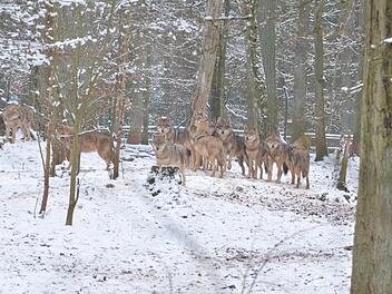 Im Tambacher Rudel sind alle Wölfe noch da, versichert Heinrich Graf zu Ortenburg. Foto: Rainer Lutz