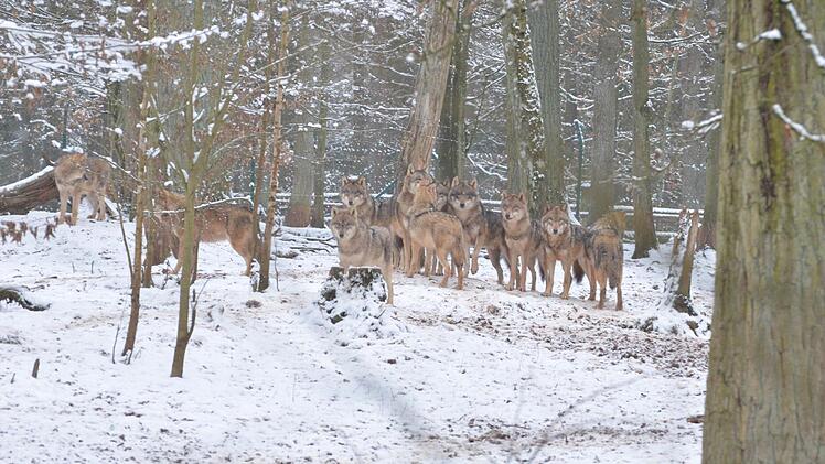 Im Tambacher Rudel sind alle Wölfe noch da, versichert Heinrich Graf zu Ortenburg. Foto: Rainer Lutz