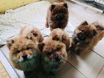 Tierheim N&uuml;rnberg: 99 Hunde aus illegalem Transport "endlich freigegeben" - nach fast zwei Jahren