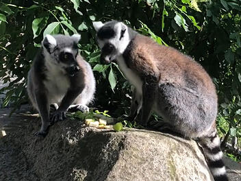 Hofer Zoo freut sich über besondere Neuzugänge - "Da ist ordentlich was los"