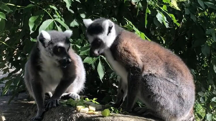 Hofer Zoo freut sich über besondere Neuzugänge - "Da ist ordentlich was los"