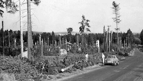 Die Landschaft glich nach dem Sturm am Rennsteig einem Schlachtfeld.  Repros: Gerd Fleischmann