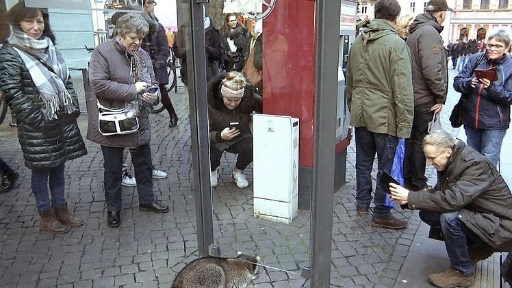 Dieser Waschbär auf dem Thüringer Weihnachtsmarkt hat vor einer Woche vermutlich einen Glühweinrausch ausgeschlafen. Der kleine Kerl hatte sich an den - fast - ausgetrunkenen Glühweinbechern gütlich getan. Es nahm ein böses Ende: Der Bär musste erschossen werden. Foto: WichmannTV/dpa