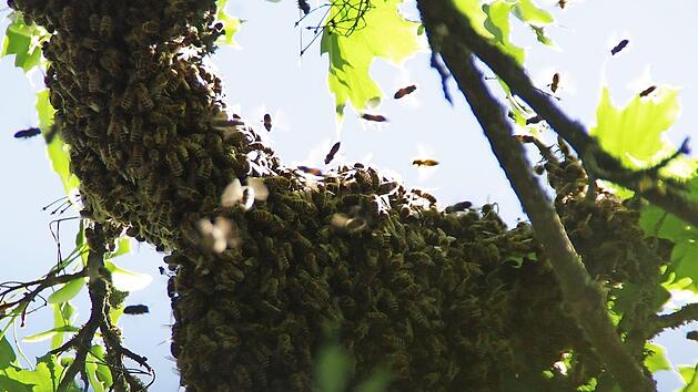 In f&uuml;nf Metern H&ouml;he lie&szlig; sich der Schwarm an einem Ast nieder. Fotos: Marco Mei&szlig;ner