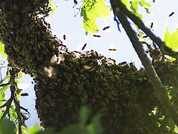 In fünf Metern Höhe ließ sich der Schwarm an einem Ast nieder. Fotos: Marco Meißner