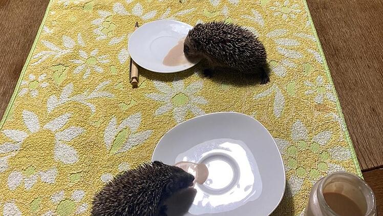 Später gab es Futter von der Untertasse .