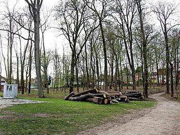 Der Schlosspark, der in Weisendorf in den vergangenen Jahren zusehends verwilderte, soll sich nach den Planungen des Büros Topos Team schon bald wieder als Park mit Spielplatz und Skulpturen präsentieren.  Foto: Evi Seeger