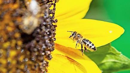 Rund um Bienen, Honig und die Imkerei geht es demnächst im Bienenweg im Erba-Park.