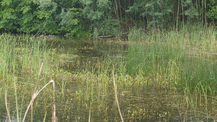 Reiche Unterwasservegetation