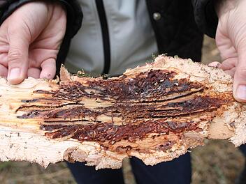 11 Unter der Rinde richtigen die Borkenk&auml;fer gro&szlig;e Sch&auml;den an: das typische Fra&szlig;bild des Buchdrucker-Borkenk&auml;fers.   Fotos: Sonny Adam