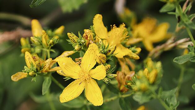 Johanniskraut