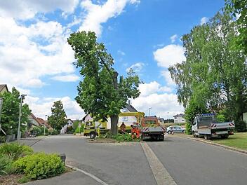 Die Grüber Friedenslinde im Steinweg wird gefällt. Das beschloss der Gemeinderat in nichtöffentlicher Sitzung. Schon jetzt mussten einige Äste entfernt werden, dabei zeigte sich das Ausmaß der Schäden. Foto: Volker Gahn