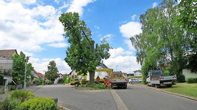 Die Grüber Friedenslinde im Steinweg wird gefällt. Das beschloss der Gemeinderat in nichtöffentlicher Sitzung. Schon jetzt mussten einige Äste entfernt werden, dabei zeigte sich das Ausmaß der Schäden. Foto: Volker Gahn