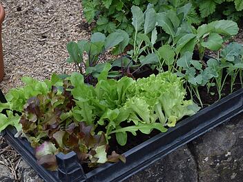 Landkreis Lichtenfels: "Alles grünt und blüht" - Tipps für den Garten