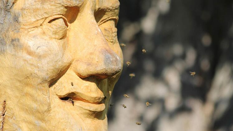 In der Bienenbüste von Adelbert Heil  lebt ein Bienenvolk  Fotos: Gründel