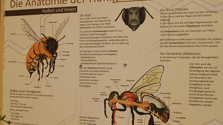 Naturkundeunterricht mit eindrucksvollen Bildern. Besucher erfahren hier viel über die Biene