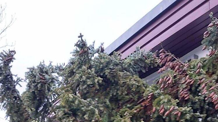 Nicht schlecht staunte eine Hausbesitzerin im Falkenegg, dass ihr ein Baum vor die Haustür geflogen kam. privat