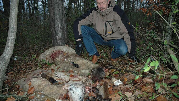 Umweltdelikt und Versto&szlig; gegen das Tierschutzgesetz: In einem Waldst&uuml;ck  an der Weisbrunner Anh&ouml;he wurden die &Uuml;berreste von illegal gesch&auml;chteten Schafen  "entsorgt".  Edwin Oppelt vom Sachgebiet Abfallrecht am Landratsamt kann &uuml;ber solche Umweltverschmutzung und Tierqu&auml;lerei nur den Kopf sch&uuml;tteln.     Foto:  p