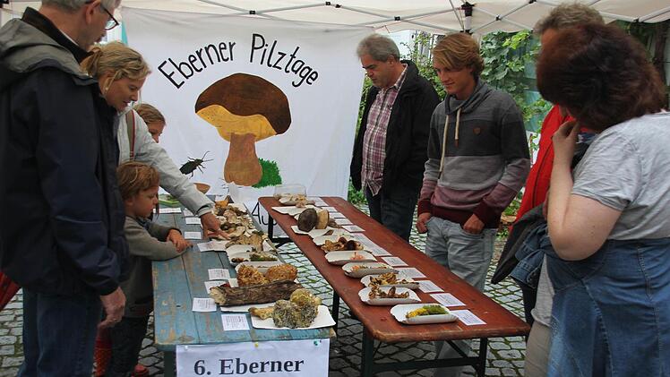 Über 30 Pilzarten wurden am Samstag bei einer Exkursion entdeckt und am Sonntag präsentiert.