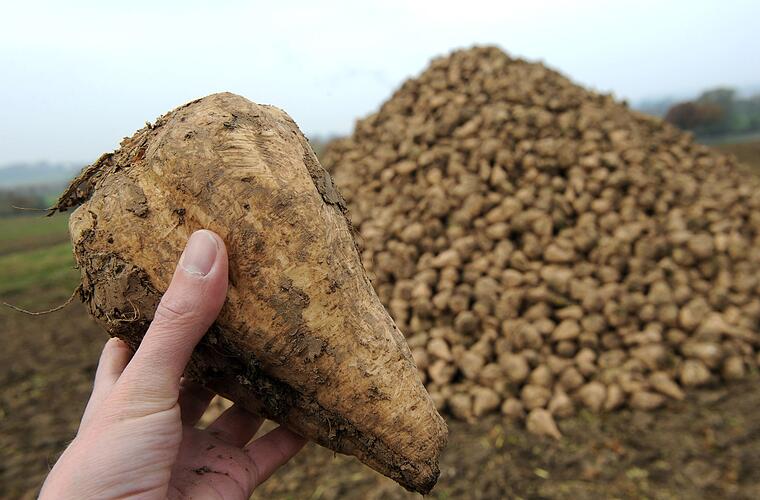 Massive Ernteausfälle durch Pflanzenkrankheit Stolbur