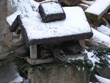 Wo die Vögel ein Futterhäuschen vorfinden nehmen sie auch dieses gerne an, um Nahrung aufzunehmen.