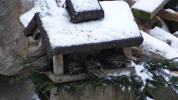 Wo die Vögel ein Futterhäuschen vorfinden nehmen sie auch dieses gerne an, um Nahrung aufzunehmen.