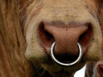 Mit einem Bürgerentscheid soll der Bau einer Bullenmast in Kairlindach verhindert werden. Symbolbild: ulleo/pixabay