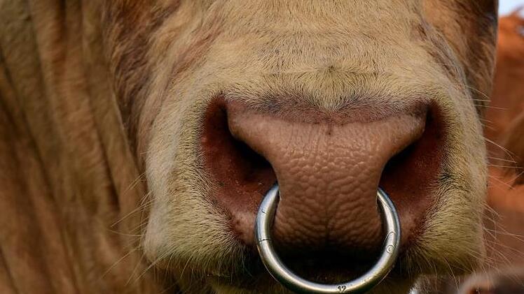 Mit einem Bürgerentscheid soll der Bau einer Bullenmast in Kairlindach verhindert werden. Symbolbild: ulleo/pixabay