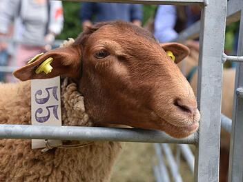 Die Coburger "Füchse" dürfen nicht fehlen beim oberfränkischen Schaffest. Foto: Gabi Arnold