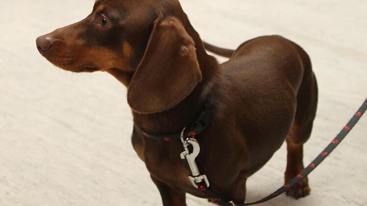 Max von Himmelstor" heißt dieser amerikanische Zwergdackel von Barbara Hofmann aus Baunach. Foto: Günther Geiling