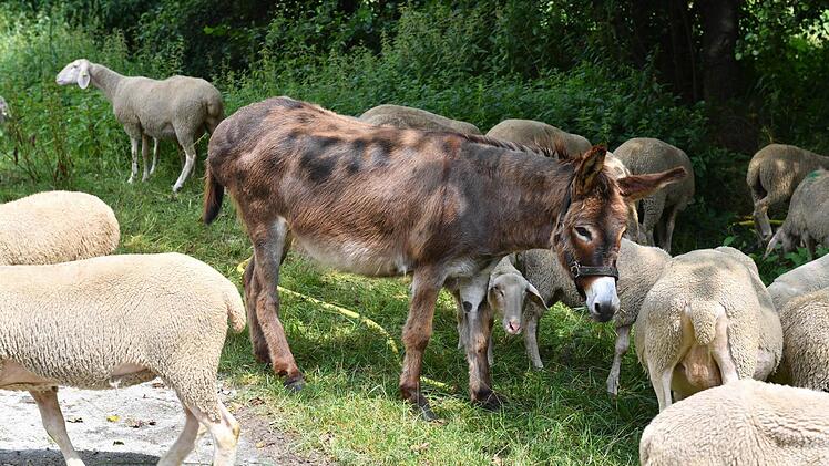 Foto: Ronald Rinklef