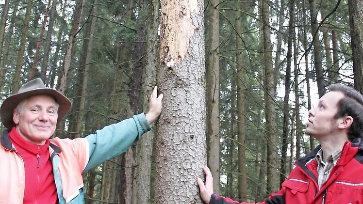 Revierleiter Wolfgang Weiß (links) und Marcus Weigl (forstlicher Mitarbeiter der Waldbesitzervereinigung Lichtenfels-Staffelstein) an einer Fichte, die das für den Borkenkäfer typische Schadbild zeigt. Große Teile der Rinde sind abgefallen. Foto: Popp