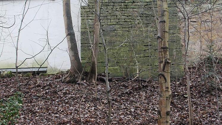Der Baum direkt an der rückwärtigen Wand eines Biergartens ist nicht mehr standsicher.