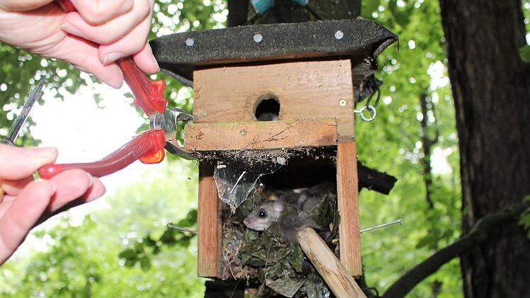 Keine Haselmaus, aber ihr naher Verwandter, der Siebenschläfer, hat sich in einem Nistkasten bei Schönderling ein Nest gebaut.  Foto: Julia Raab