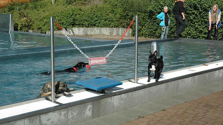 Uff - ganz schwierig, hier rauszukommen - gesehen beim Hundeschwimmen. Foto: Edwin Meißinger