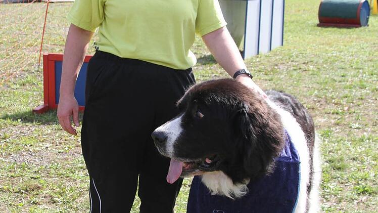 Angelika Zapf vom Hundsportclub Stadtsteinach zeigte mit ihrem riesigen Landseer tolle Kunststücke. Foto: Sonja Adam