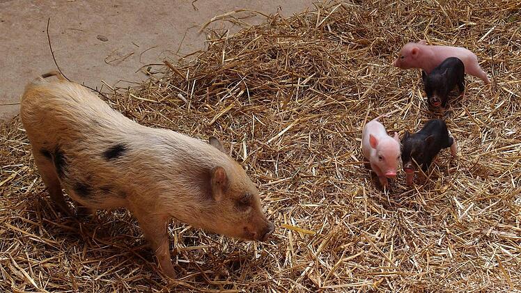 Foto: Tiergarten N&uuml;rnberg/M&ouml;gel