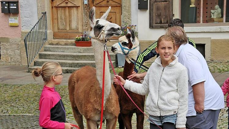 Lamas oder Alpakas auf dem Anger sind schon etwas außergewöhnliches. Die Tiere kommen von der Orenda-Ranch in Burglauer. Foto: Dieter Britz