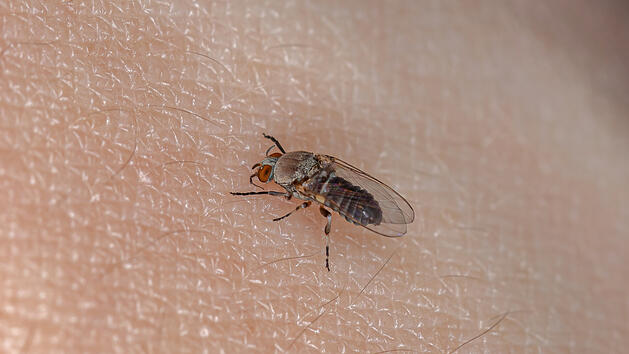 Kriebelm&uuml;cken bei&szlig;en ihre Opfer