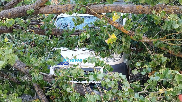 Kulmbach: Entwurzelter Baum kracht auf Bus - "erheblicher Schaden"