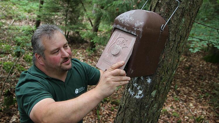 Ob da ein Zorrobilch drin ist? Forstwirt Michael Büttner kontolliert einen von 85 neuen Gartenschläfer-Nistkästen im Gebiet der Bayerischen Staatsforsten Nordhalben. Fotos: Adriane Lochner
