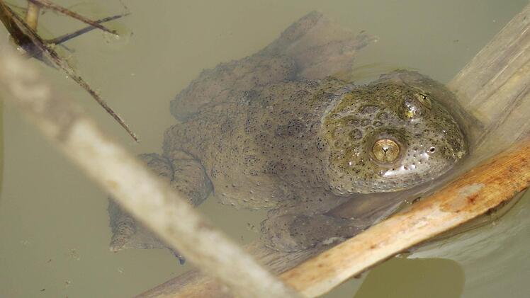 Der "Star"der Muggenbacher Tongruben: die Gelbbauchunke. Foto: Stephan Neumann