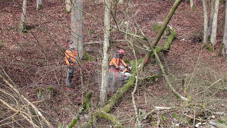 Eindrücke von den Fällarbeiten. Foto: Ralf Ruppert
