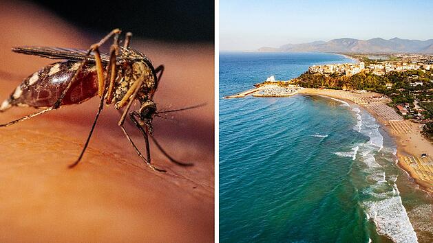 Italien-Urlaub 2025: West-Nil-Virus breitet sich aus - was Reisende wissen müssen